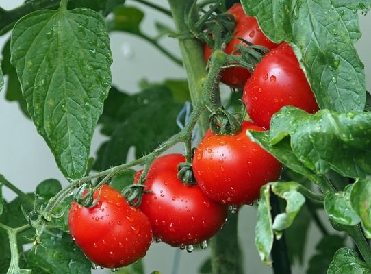 Agrofusion переробив 600 тис. тонн томатів