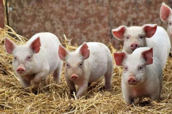 Живець свиней дорожчає вже третій тиждень
