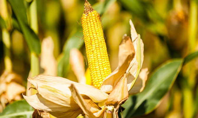 На полях США зимує 8% кукурудзи