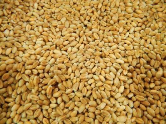 Зменшено прогноз виробництва пшениці у світі