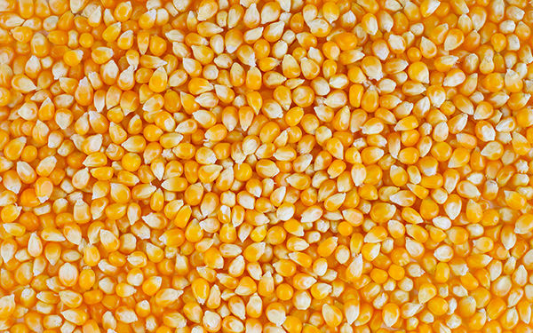 В Україні зменшаться запаси кукурудзи
