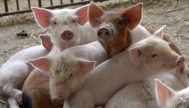 У Китаї вирощують свиней, які не бояться холоду