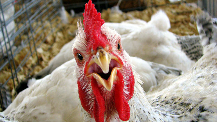 Ирак снял запрет на ввоз мяса птицы из Украины