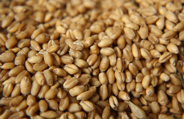 Экспорт пшеницы превысил 14 млн тонн
