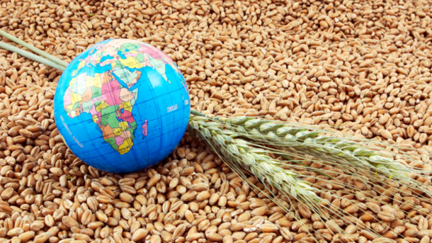 Экспорт зерновых из морпортов сократился на 53%