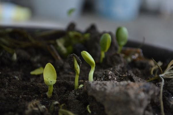 На Львівщині прагнуть підвищити родючість грунтів