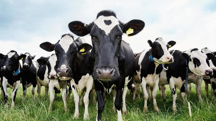 В Україні зменшилося молочне поголів’я ВРХ 