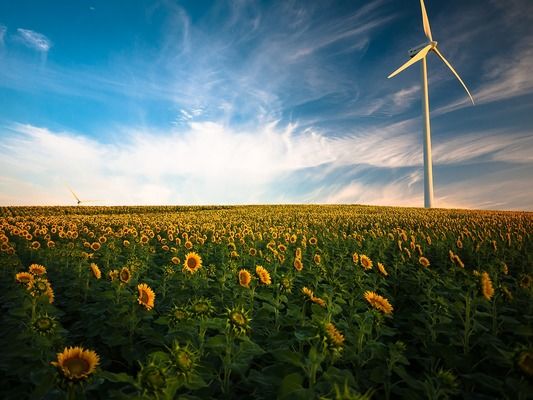 На Заході Україні збільшуються площі соняшнику