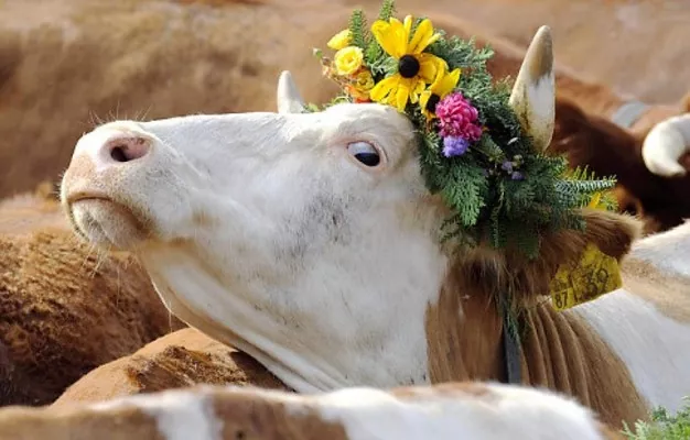 В Украине подготовят план восстановления животноводческой отрасли