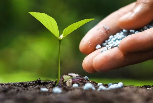 Надлишок магнію у ґрунті причиняє дефіцит елемента в рослинах