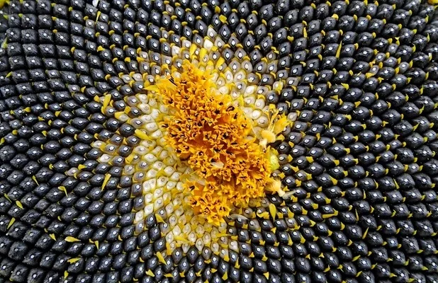 Теневое производство семян подсолнечника достигает 25%