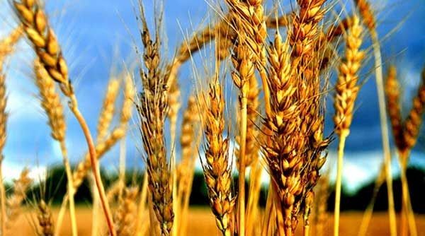 Экспорт зерна из Украины превысил 43 млн. тонн