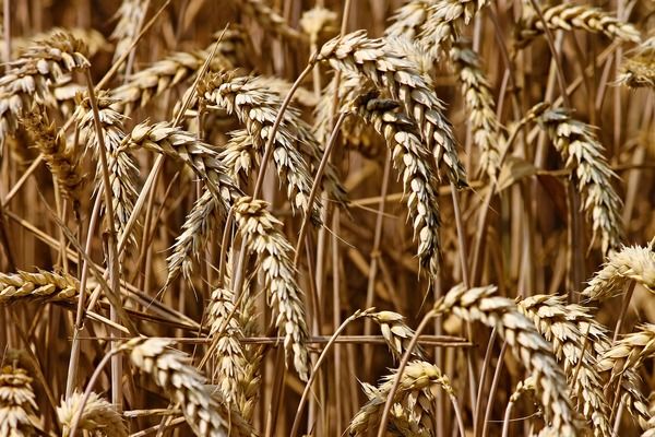 Египет увеличит площади сева под новый урожай пшеницы