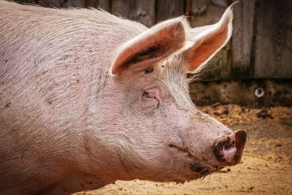 В Украине снижается поголовье свиней и ВРХ