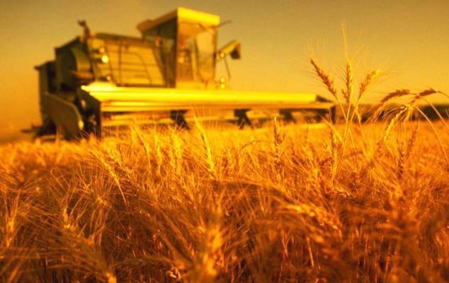 В Ивано-Франковской области ожидается хороший урожай зерновых