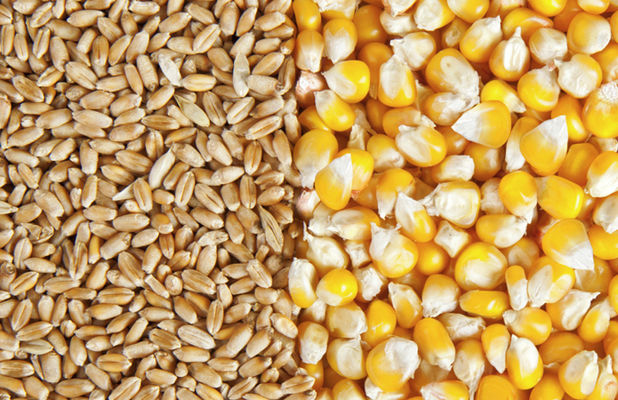 Украина экспортировала больше 30 млн тонн зерна