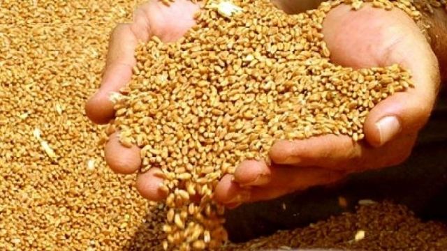 В Украине падают цены на зерновые