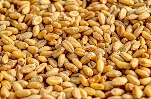 На перерабатывающих предприятиях хранится более 1 млн тонн пшеницы 3 класса на зерно