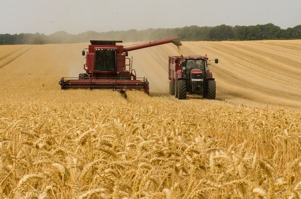 Експорт української пшениці зросте до 20,5 млн тонн