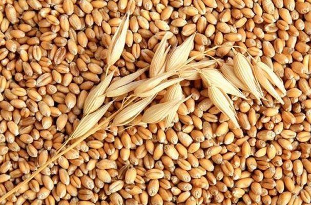 На Ближний Восток экспортировано 6,3 млн т украинских зерновых