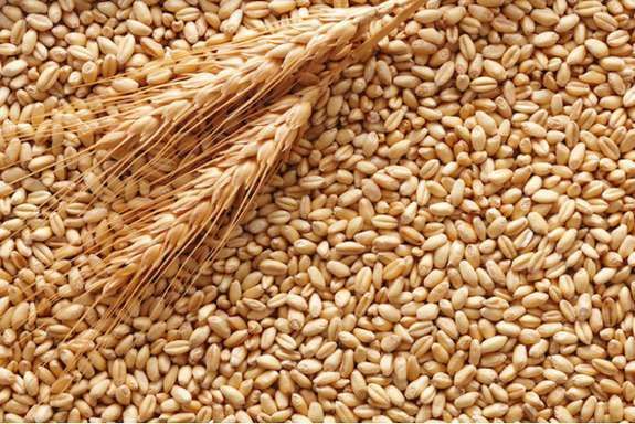 Євросоюз видав дозволи на імпорт для пшениці з України