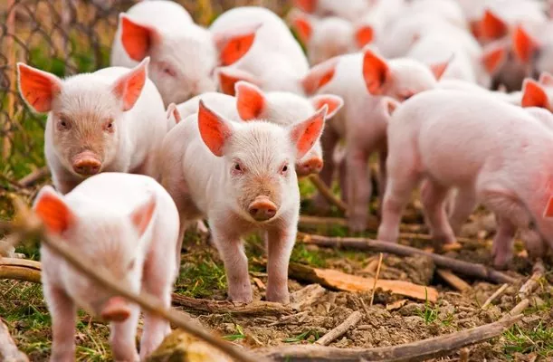 Для поддержки свиноводства требуется около 1,4 млн грн 