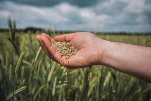 Гібридне жито має вдвічі вищу врожайність, ніж звичайне