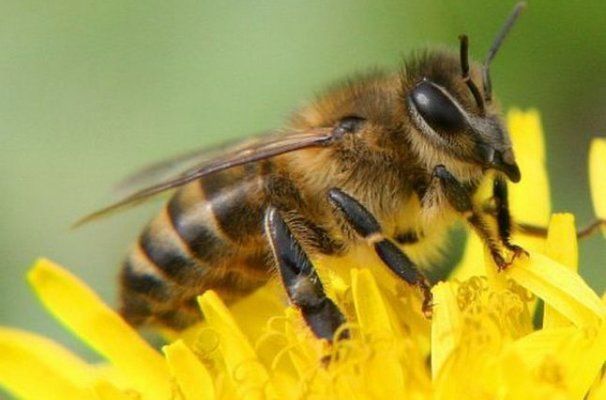 В ЄС заборонили пестицид від Bayer, який шкодить бджолам