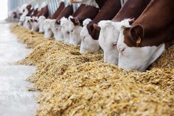 На Хмельниччині відкрили восьму сімейну молочну ферму