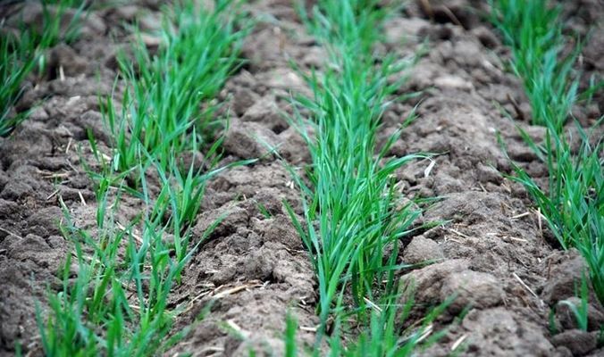 Більшість озимини на Миколаївщині  - у доброму та задовільному стані