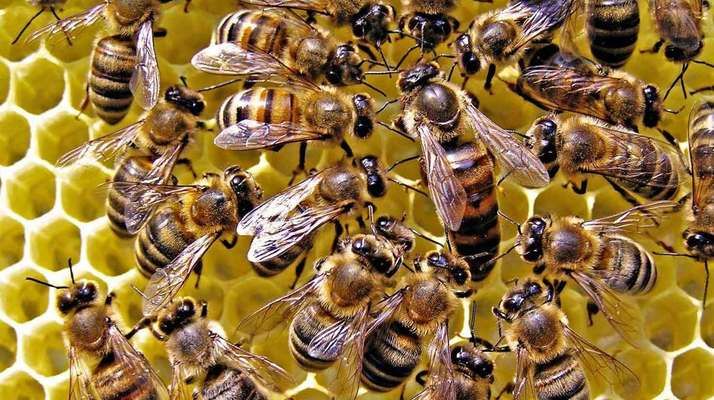 Вследствие пожаров в Австралия потеряла большую часть пчел 