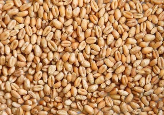 Бангладеш може збільшити обсяги закупівлі пшениці з України