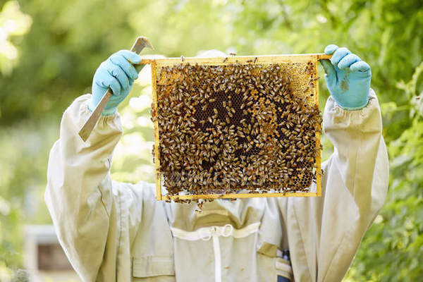 У Миколаївській області організували кооператив бджолярів