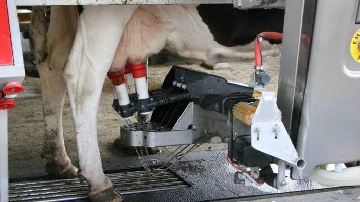 На фермах Голландії використовують роботів для доїння корів