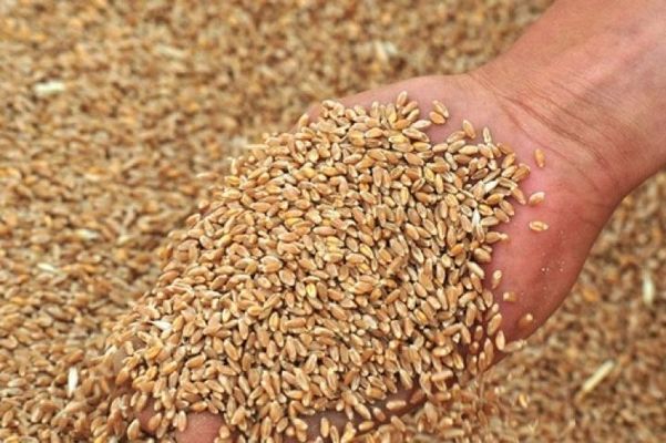 Украина наращивает экспорт зерновых 
