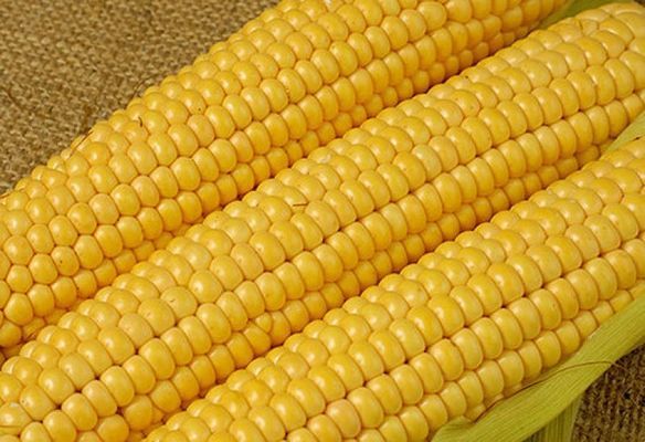 Оновлено рекорд з експорту української кукурудзи