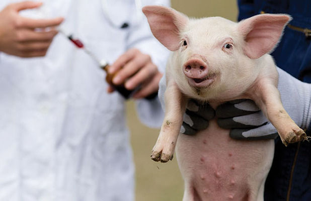 На Рівненщині зафіксовано африканську чуму свиней