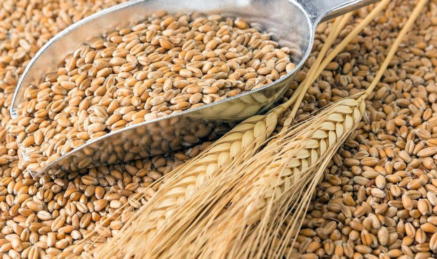 Українська пшениця дорожчає