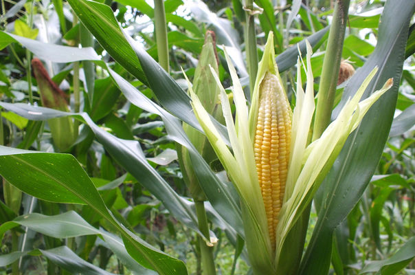 Україна – у десятці світових виробників кукурудзи