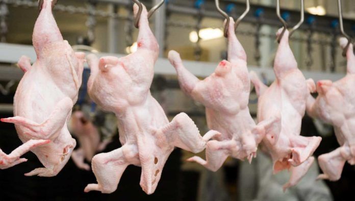 Холдинг МХП временно не экспортирует курятину в Евросоюз