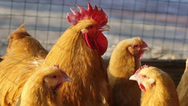 На Вінниччині ліквідували збудник пташиного грипу