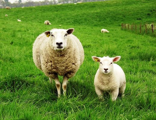 В компании «Агропродсервис» возрождают овцеводство