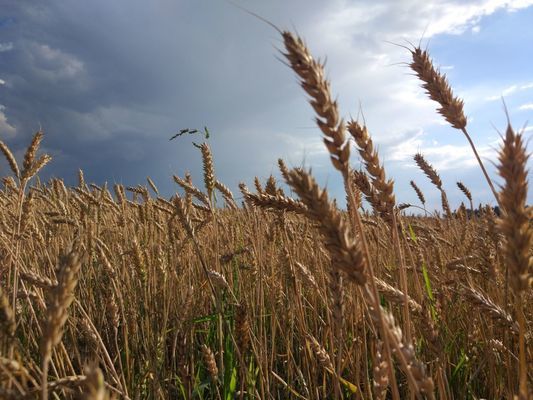 В Україні збільшилися посіви пшениці