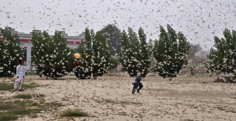 У Пакистані – надзвичайний стан через нашестя сарани