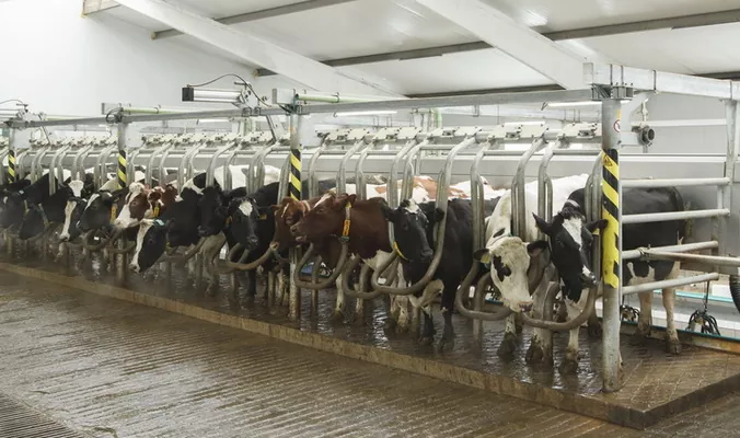Торік «Агропродсервіс» виробив 11,3 тис. тонн молока