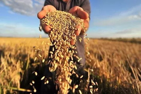 Україна експортувала 43,4 млн тонн зерна