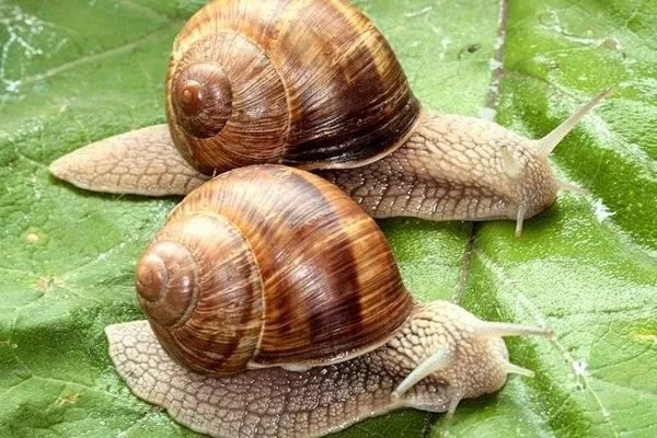 Торік в Україні відкрили понад сотню равликових ферм