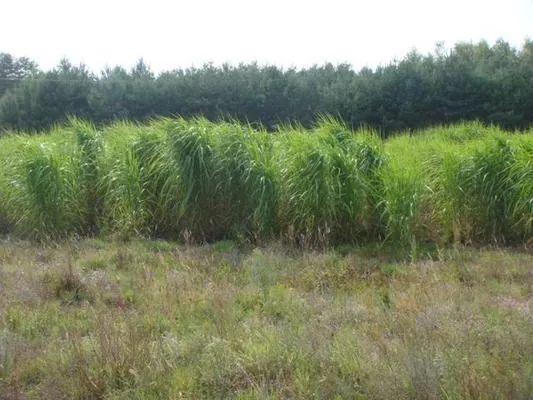 В Украине может развиваться биоэнергетическое направление, -  мнение