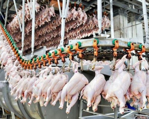 В Украине увеличится производство мяса птицы, - прогноз