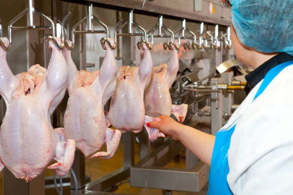 МХП у 2019 році збільшив виробництво курятини 